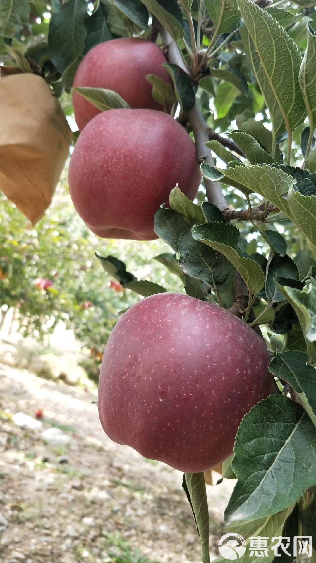 多多牛苹果版尘牛拼多多搬家软件最新版